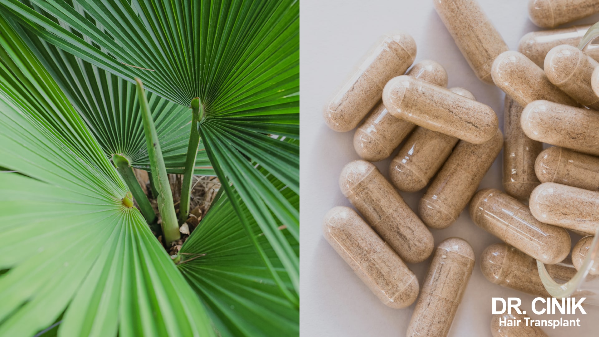 Close up of a saw palmetto palm and capsules of a plant based food supplement