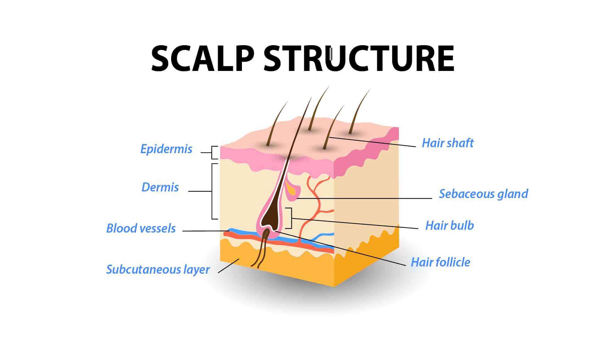 Infographic titled scalp structure, an illustrated cross-section labelling the epidermis, dermis and subcutaneous layer around a hair follicle, along with the hair shaft, the sebaceous gland, the hair bulb and the blood vessels that feed it