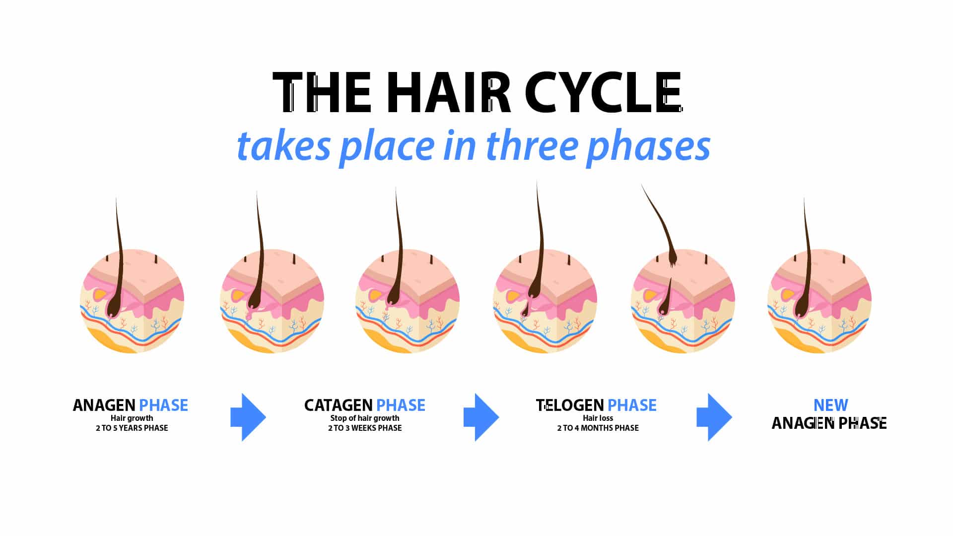 Infographic titled the hair cycle takes place in three phases, showing anagen phase with hair growth over a 2 to 5 years phase, catagen phase with stop of hair growth over a 2 to 3 weeks phase, telogen phase with hair loss over a 2 to 4 months phase, then a new anagen phase