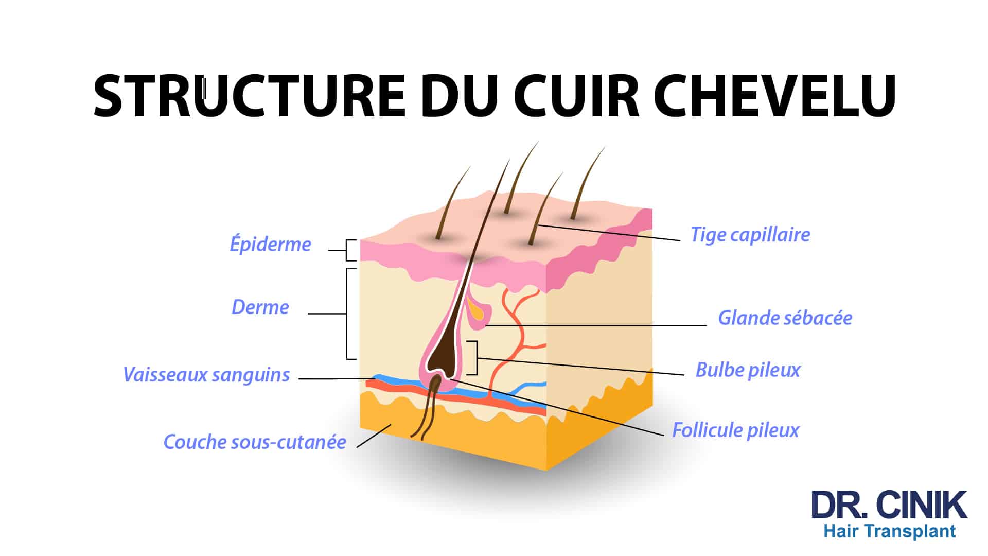 Schéma en coupe du cuir chevelu légendé en français, montrant l'épiderme, le derme et la couche sous-cutanée, la tige capillaire, la glande sébacée, le bulbe et le follicule pileux, ainsi que les vaisseaux sanguins qui l'alimentent