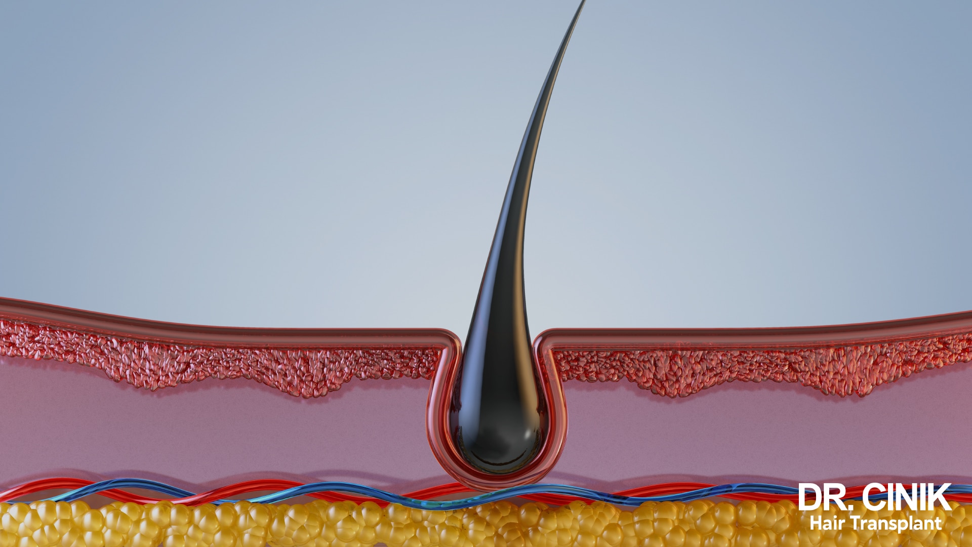 What decides the shape of your hair