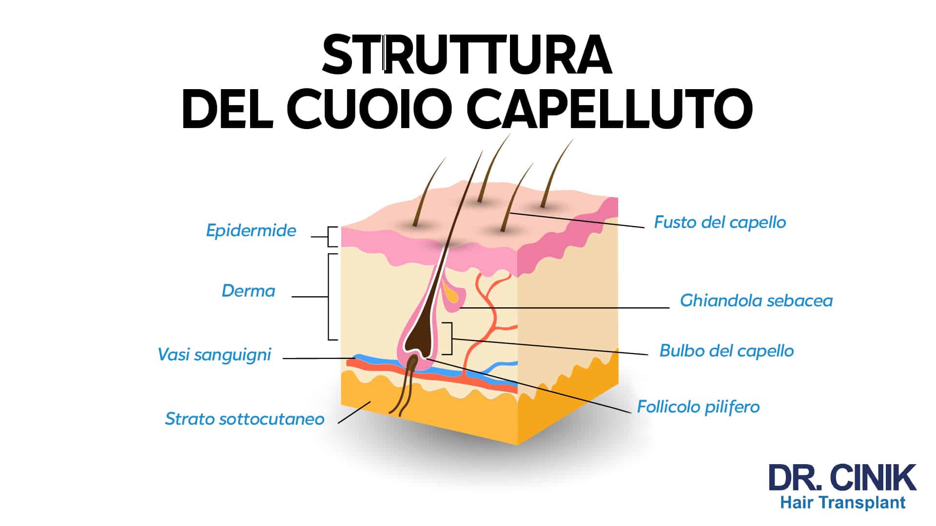 Schema in sezione del cuoio capelluto con didascalie in italiano e titolo Struttura del cuoio capelluto, che mostra l'epidermide, il derma e lo strato sottocutaneo, il fusto del capello, la ghiandola sebacea, il bulbo e il follicolo pilifero, oltre ai vasi sanguigni che lo alimentano