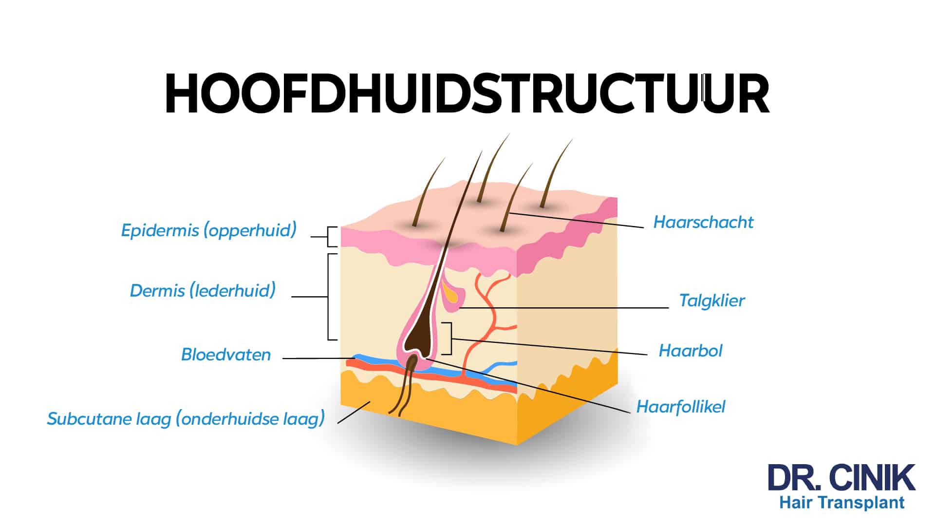 Doorsnedeschema van de hoofdhuid met Nederlandse bijschriften en de titel Hoofdhuidstructuur, met de epidermis of opperhuid, de dermis of lederhuid en de subcutane laag, plus de haarschacht, de talgklier, de haarbol en de haarfollikel en de bloedvaten die hem voeden