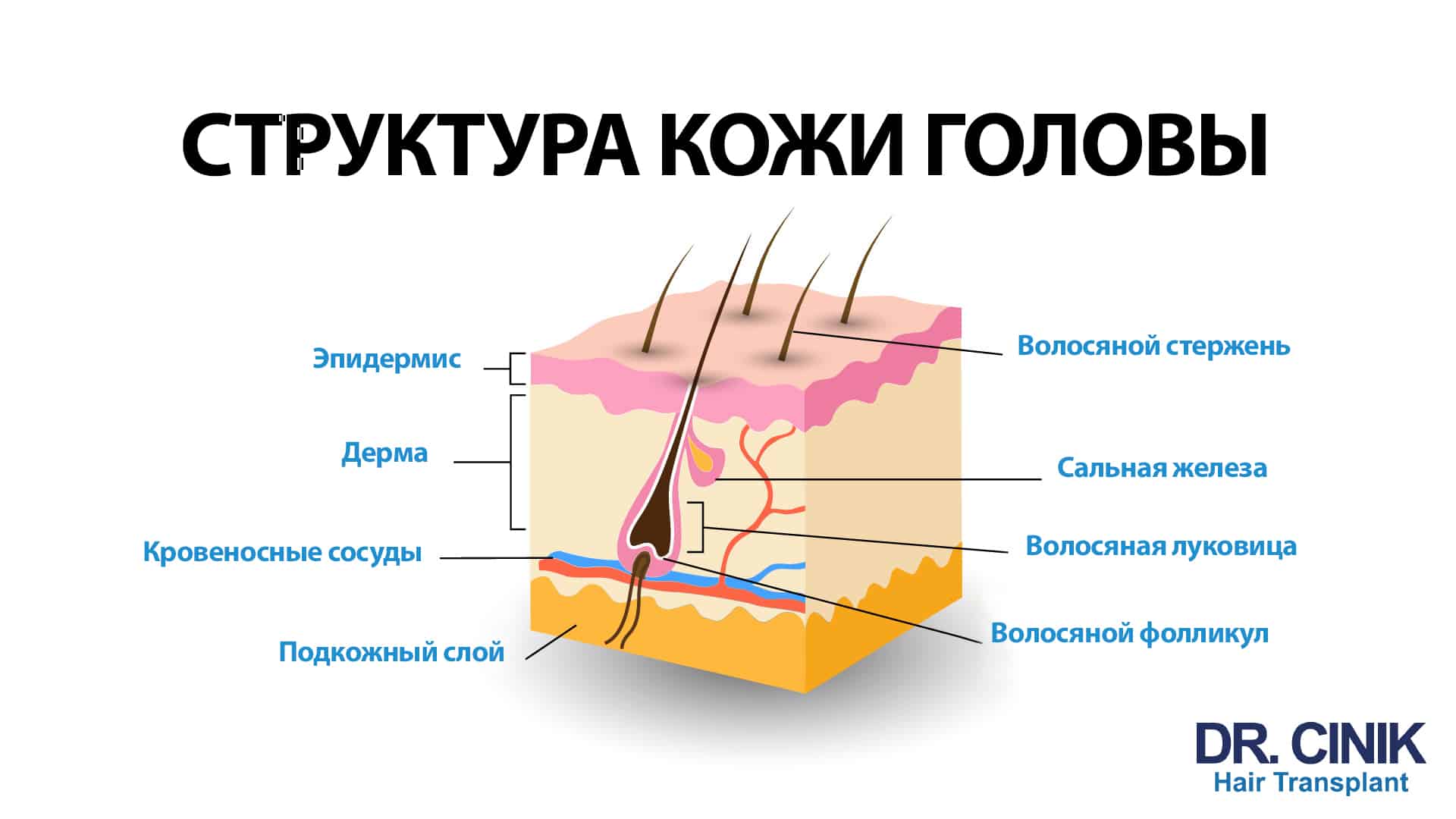 Схема кожи головы в разрезе с подписями на русском и заголовком Структура кожи головы, где показаны эпидермис, дерма и подкожный слой, а также волосяной стержень, сальная железа, волосяная луковица, волосяной фолликул и питающие его кровеносные сосуды